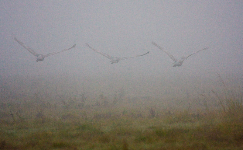 Sandhill Cranes In Flight